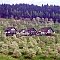 Accommodatie Pension Wandersruh Lautenbach / Sohlberg