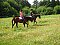 Accommodatie &amp; Accommodatie Pension Gestüt Buckautal: Accommodatie in pensioenen Buckautal - Pensioenen