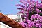 Rustieke Villa *** Sutivan: Accommodatie in pensioenen Sutivan - Pensioenen